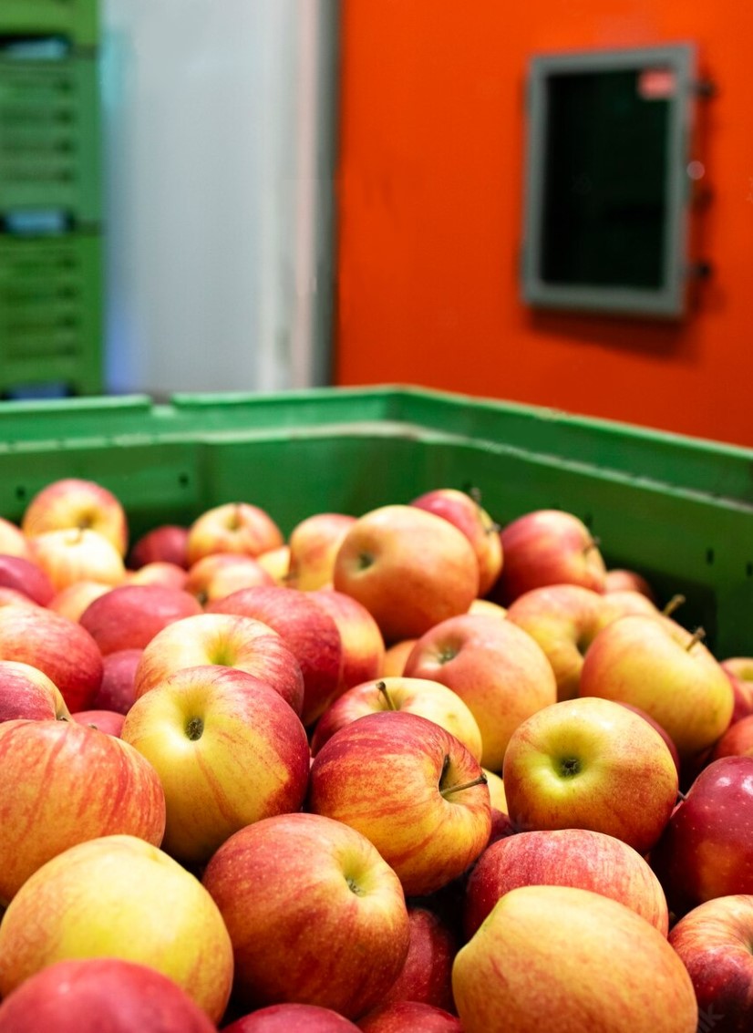 ULO elma deposu — ultra düşük oksijen depolama sistemi Moody Group