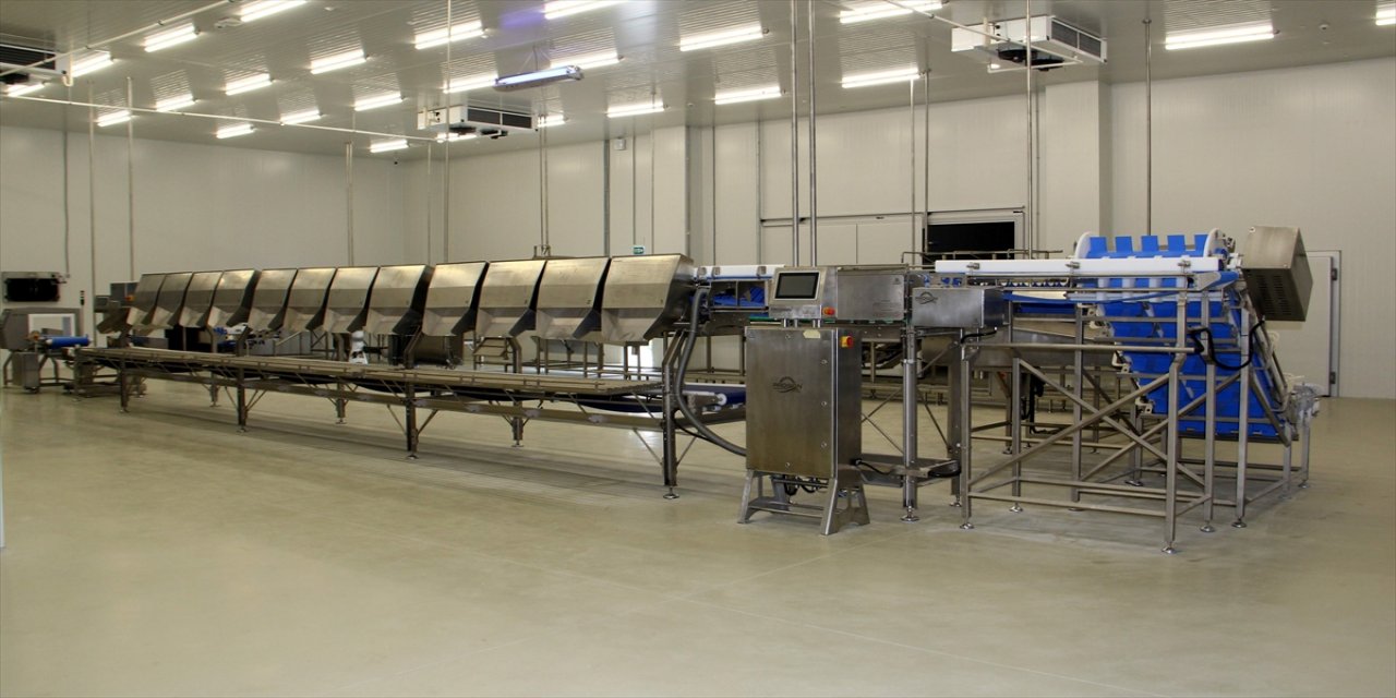 Balık işleme odası — HACCP uyumlu fileto ve temizleme odası