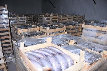 Balık soğuk hava deposu iç görünüm — taze balık depolama sistemi Moody Group