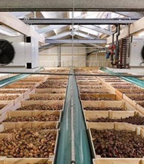 Soğan soğuk hava deposu havalandırma sistemi — hasat sonrası hızlı kurutma