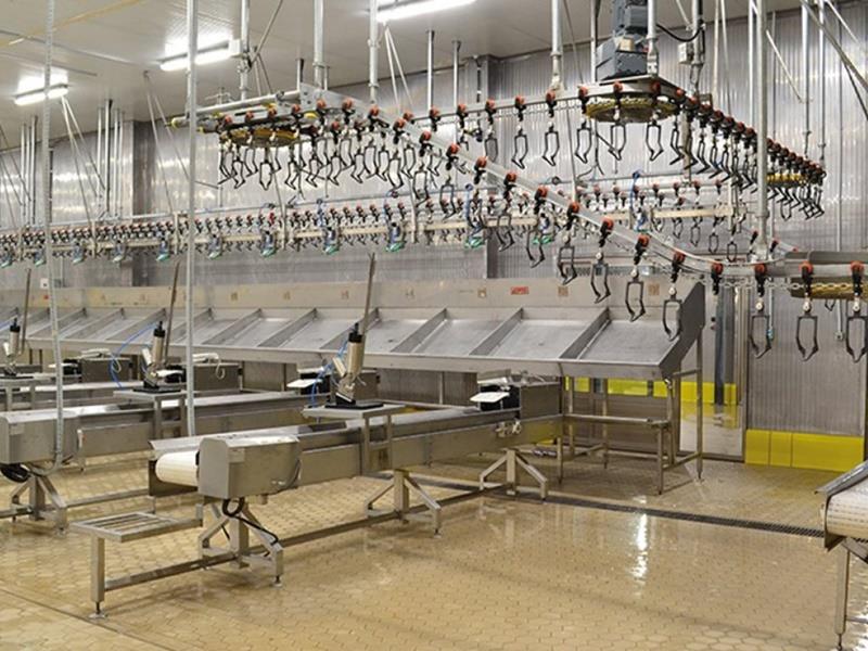 Tavuk İşleme Çalışma Bandı