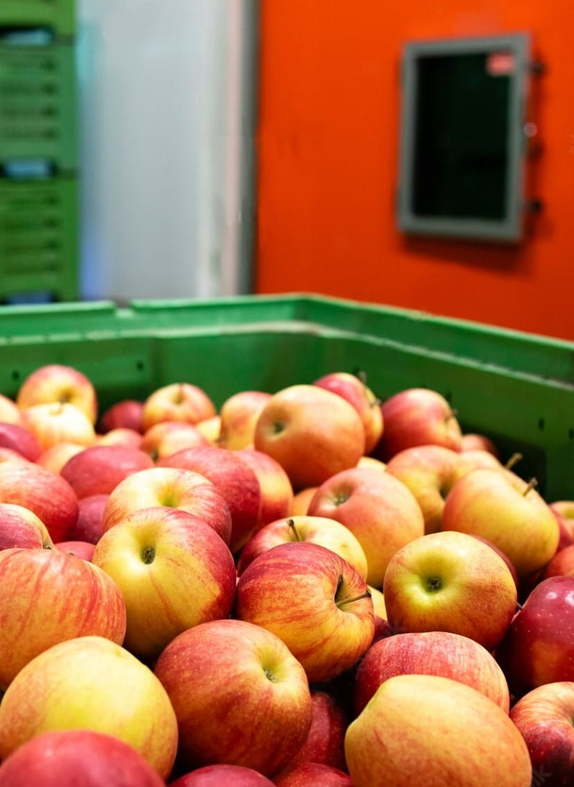 ULO elma deposu — ultra düşük oksijen depolama sistemi Moody Group