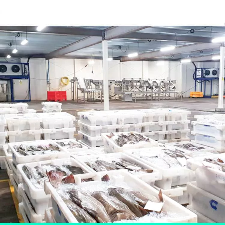 Ton balığı -60°C ultra derin dondurma deposu sashimi kalite