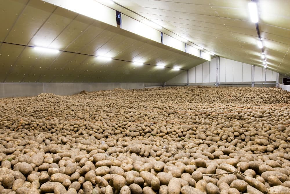 Patates soğuk hava deposu iç görünüm — uyutma uyandırma programlı depolama