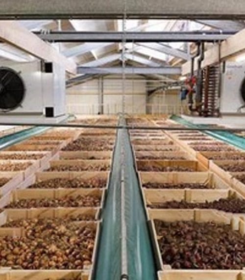 Soğan soğuk hava deposu havalandırma sistemi — hasat sonrası hızlı kurutma